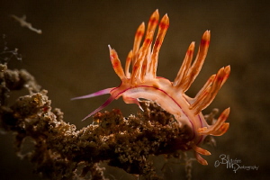Nudibranch shot with Canon 5d mk 2, 100mm lens, 2 ikelite... by Bill Mcgee 